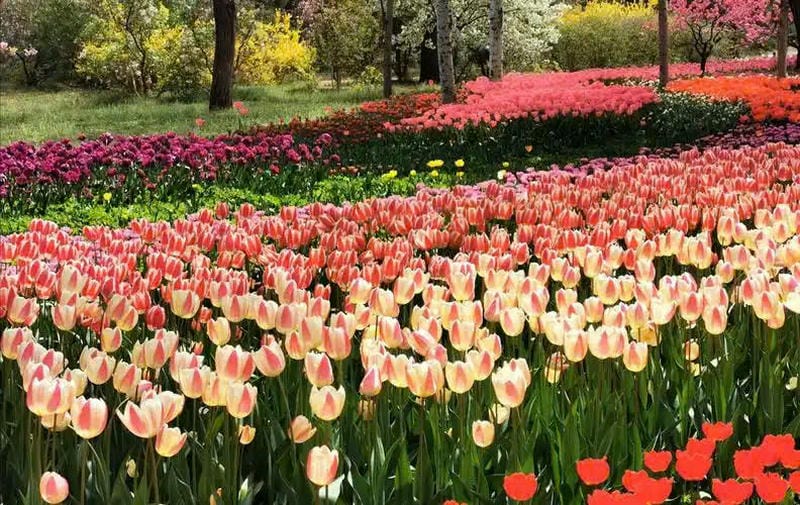 hình nền hoa tulip hồng