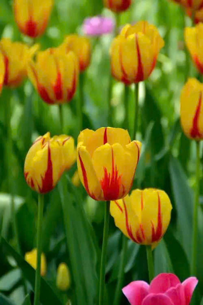 hình nền máy tính hoa tulip