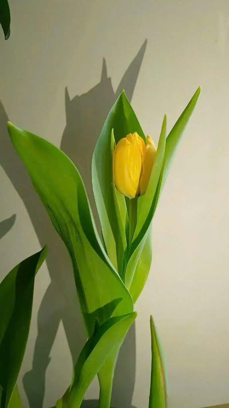 ảnh hoa tulip hồng