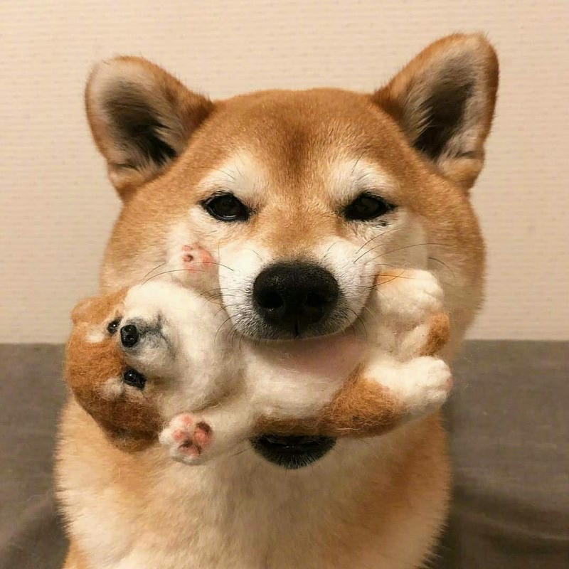 ảnh chó shiba