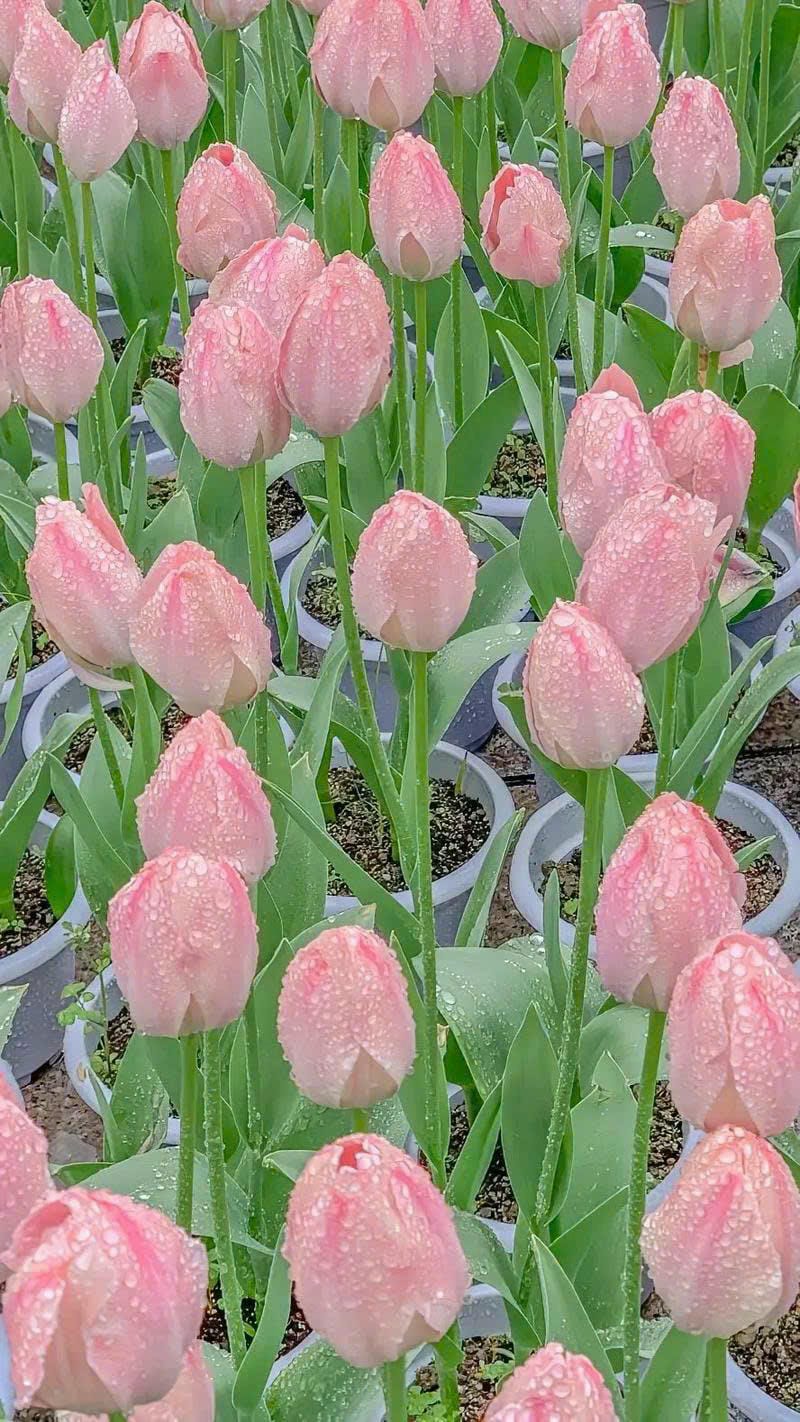 hoa tulip chill