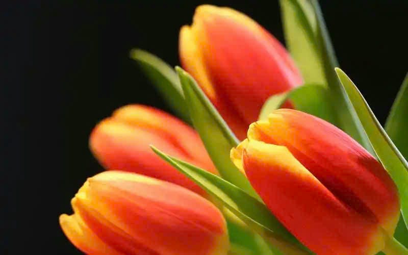 hoa tulip hình nền