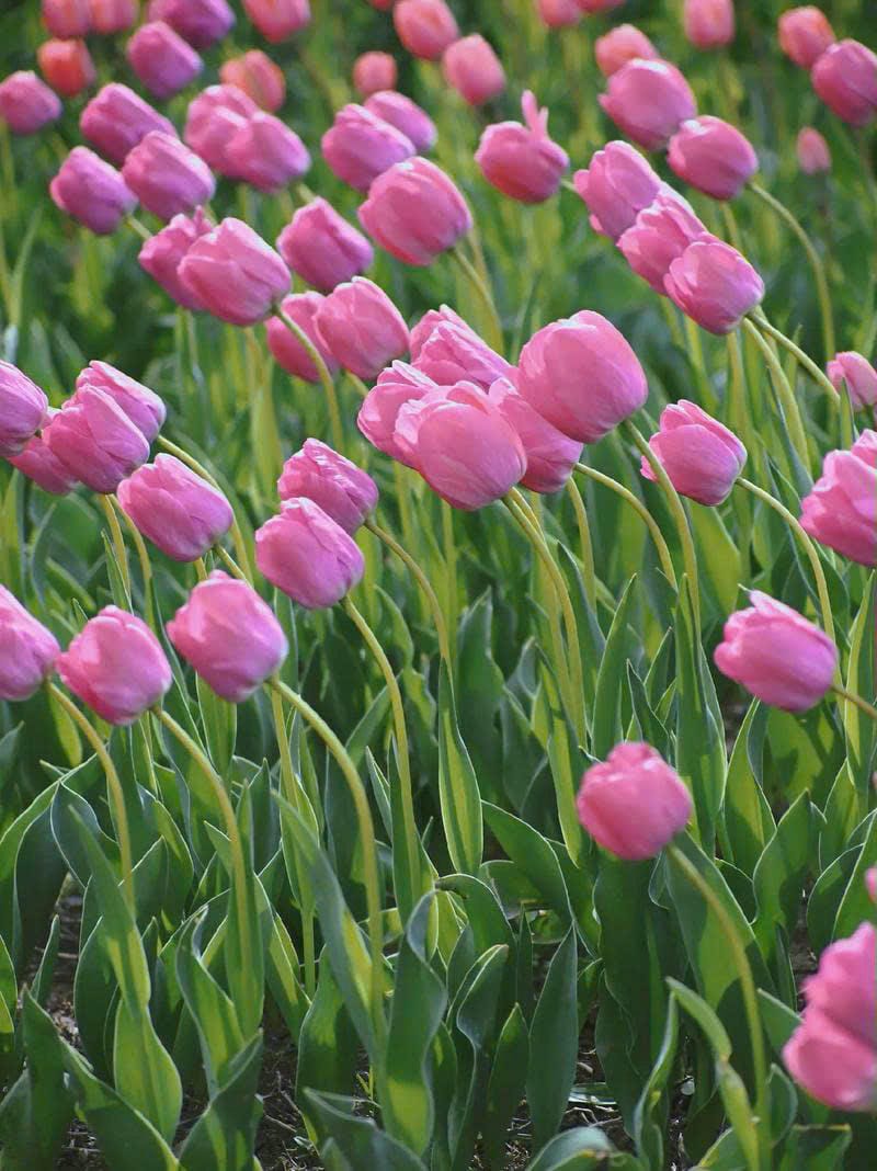 hình nền đt hoa tulip