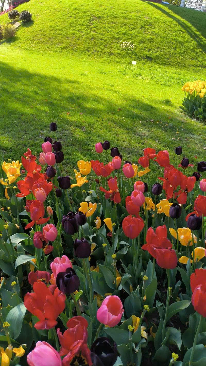 hình nền điện thoại tulip