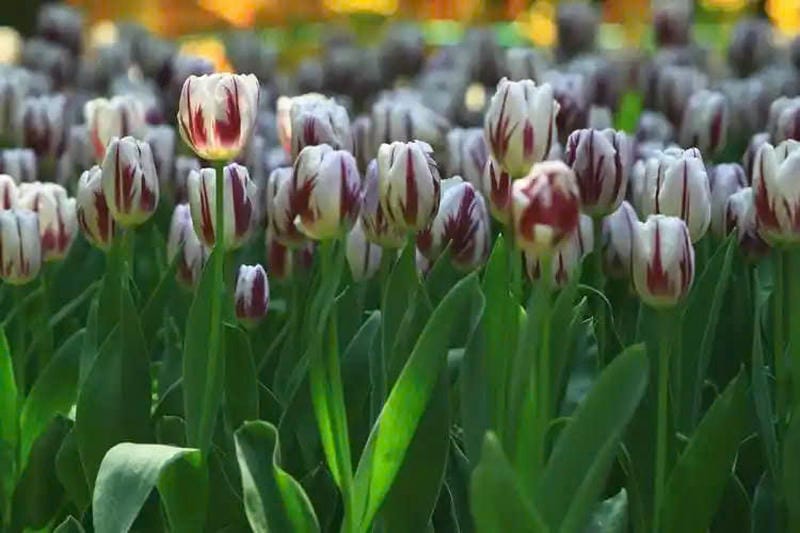 hình nền hoa tulip