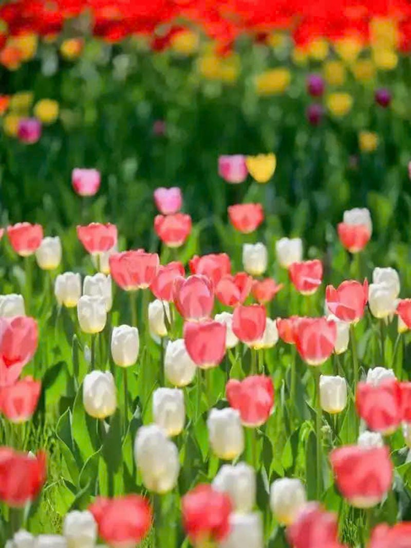 tải ảnh hoa tulip đẹp nhất