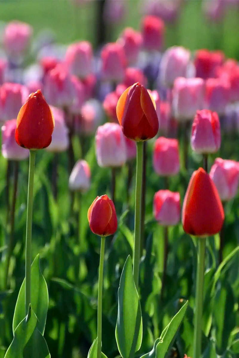 hình nền hoa tulip cho điện thoại