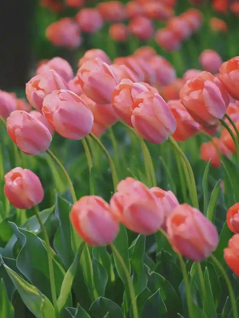 hình nền đẹp hoa tulip