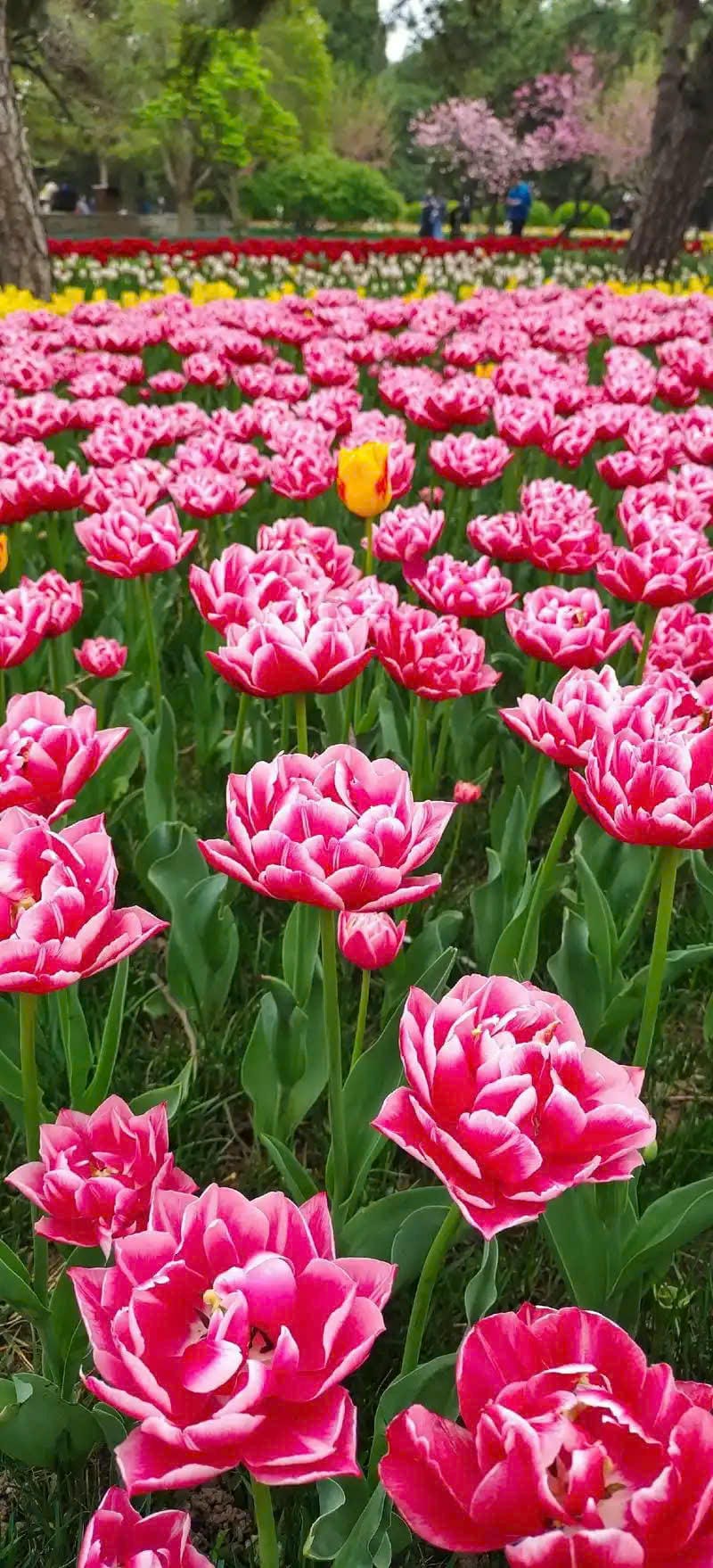 hình nền hoa tulip trắng